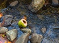 Broken Coconut in a Rocky Stream