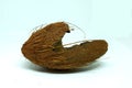 Broken coconut shell on white background. Empty broken ovoid shell composed of cellulose, hemicellulose, and lignin.