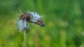 Broken and lonely common dandelion