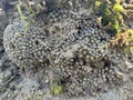 Broken coral reef at Lombok in the morning Royalty Free Stock Photo