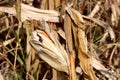 Broken corn stalk with corn cobs surrounded with dry husks and tall grass ready for harvest in local cornfield