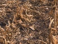 Broken Corn Stalks and Stover; Leftovers from the Harvest Royalty Free Stock Photo