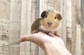 Broken cream and cream agouti american guinea pig on hand curious