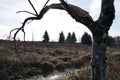 Broken Curved Tree in Oregon