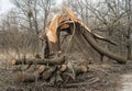 Broken and cut tree trunk after strong wind and strom weather Royalty Free Stock Photo