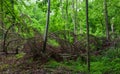 Broken dead spruce tree lying among hornbeam