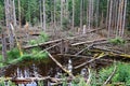 Broken dead trees in a forest in Bavaria, caused by the bark beetle Royalty Free Stock Photo
