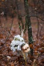 Broken doll in the forest Royalty Free Stock Photo