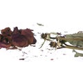 Broken dried faded roses