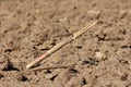 Broken dry corn stalk left in local cornfield after harvest surrounded with dry soil Royalty Free Stock Photo