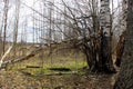 Broken dry tree in spring forest without leaves