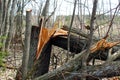 Broken dry tree in spring forest without leaves