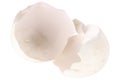 Broken duck eggshell on white background Royalty Free Stock Photo