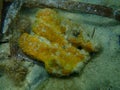 Broken and dying Yellow tube sponge or Aureate sponge Aplysina aerophoba undersea, Aegean Sea