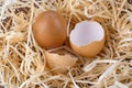 Broken egg. Eggshell. Broken chicken eggs Royalty Free Stock Photo