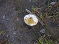 Broken Egg on the Ground Royalty Free Stock Photo