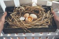 Broken egg in the nest next to the gate Royalty Free Stock Photo