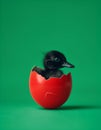 Broken egg shell painted red, black duckling hatching, bright green background. Royalty Free Stock Photo