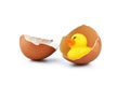 Cracked egg open with yellow plastic duck on white background Royalty Free Stock Photo