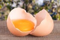 Broken egg with yolk and eggshell On a wooden table with a blurry garden background Royalty Free Stock Photo