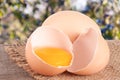 Broken egg with yolk and eggshell On a wooden table with a blurry garden background Royalty Free Stock Photo