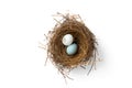 Broken eggs in bird nest Royalty Free Stock Photo