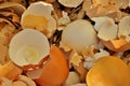 Broken eggshell after eggs close up