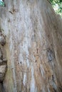 Broken empty hollow tree and skin standing in a forest of Tanzawa, Japan