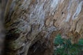 Broken empty hollow tree and skin standing in a forest of Tanzawa, Japan