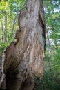 Broken empty hollow tree and skin standing in a forest of Tanzawa, Japan