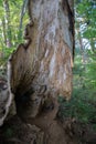 Broken empty hollow tree and skin standing in a forest of Tanzawa, Japan