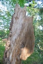 Broken empty hollow tree and skin standing in a forest of Tanzawa, Japan