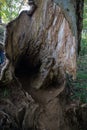 Broken empty hollow tree and skin standing in a forest of Tanzawa, Japan