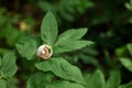 Broken empty snail shell on green leaves Royalty Free Stock Photo