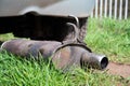 Broken exhaust and muffler of a car, rusted silencer fallen down on the road, breakdown of vehicle Royalty Free Stock Photo