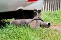 Broken exhaust and muffler of a car, rusted silencer fallen down on the road, breakdown of vehicle Royalty Free Stock Photo