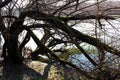 Broken and fallen down dead tree branches blocking access to river Royalty Free Stock Photo
