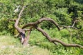 Broken fallen old apricot tree with twisted splitted trunk