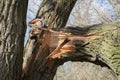 Broken fallen old poplar tree