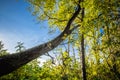 Broken fallen tree in beautiful forest in blue sky after storm Royalty Free Stock Photo