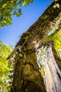 Broken fallen tree in beautiful forest in blue sky after storm Royalty Free Stock Photo