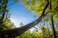 Broken fallen tree in beautiful forest in blue sky after storm Royalty Free Stock Photo