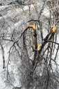 Broken and fallen tree branches after an ice storm Royalty Free Stock Photo