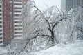 Broken and fallen tree branches after an ice storm. Trees covered with ice and snow. Bad snowy weather Royalty Free Stock Photo