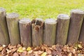 Broken fence, old wooden stockade, palisade, grass in background. Autumn leaves.