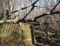 Broken fence after a storm with fallen tree Royalty Free Stock Photo