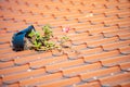 Broken flower pot on tiled roof Royalty Free Stock Photo