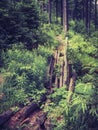 Broken footbridge in a forest in the mountains