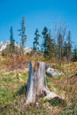 Broken forest after mountain wind