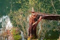 Broken forest tree against a natural lake, close-up, wildlife conceptn